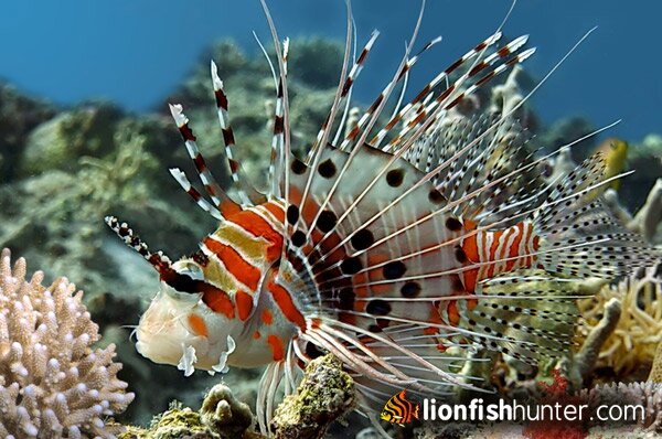 Antennata Lionfish