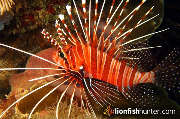 Mombasa Lionfish